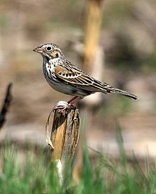 Pooecetes gramineus -USA-8.jpg