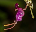 Porroglossum amethystinum