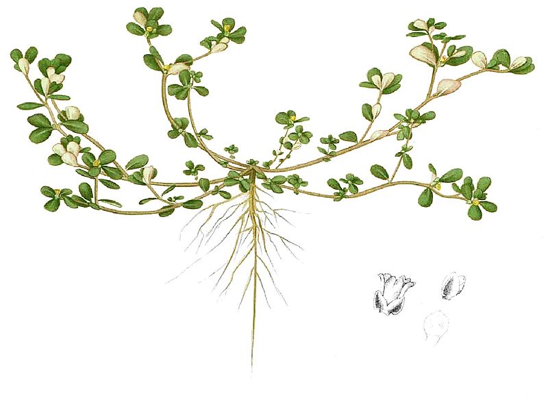 File:Portulaca oleracea Blanco1.164-cropped.jpg