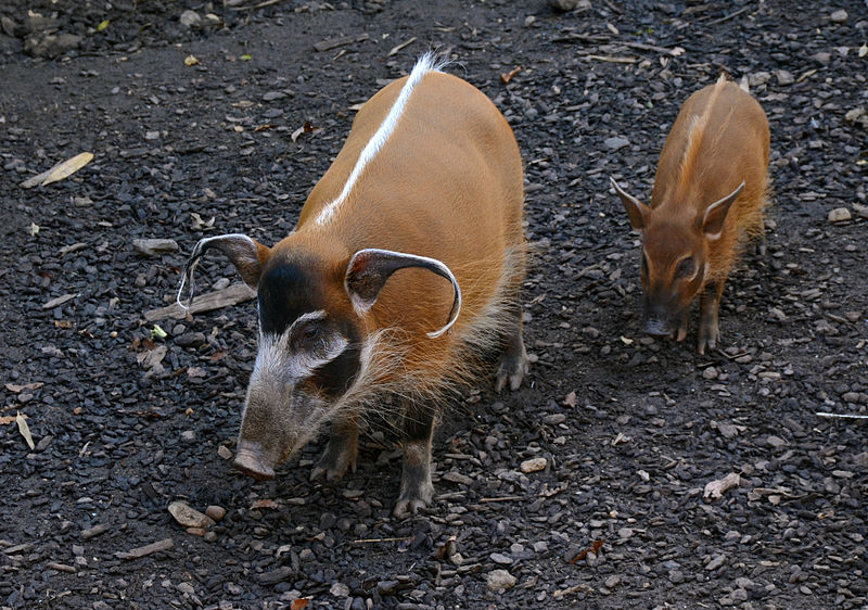 Potamochoerus porcus Zoo Amneville 28092014 2.jpg