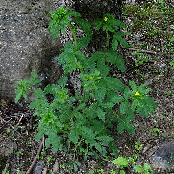 File:Potentilla recta 2263.jpg