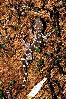 Prasadning gekoni - Hemidactylus prashadi.jpg