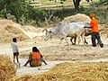 Pressing Grain - Outside Lumbini - Terai - Nepal (13845638165).jpg