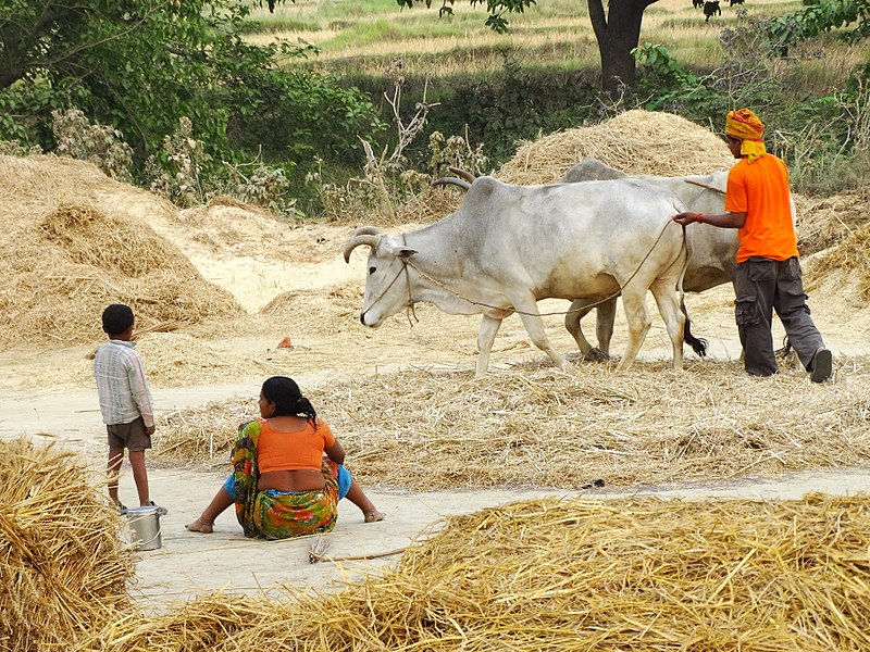 File:Pressing Grain - Outside Lumbini - Terai - Nepal (13845638165).jpg