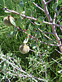 Presumed Prunus andersonii.jpg