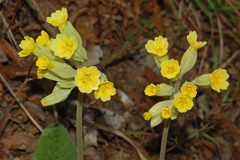 File:Primulaceae - Primula veris (8304680370).jpg