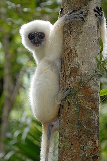 <span class="mw-page-title-main">Silky sifaka</span> A large lemur from Madagascar