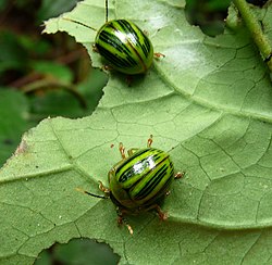 Proseicela antennalis.
Chrysomelidae - Flickr - gailhampshire.jpg