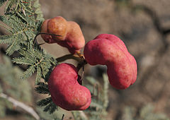 Prosopis farcta 02.JPG