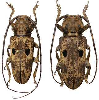 <i>Prosopocera signatifrons</i> Species of beetle