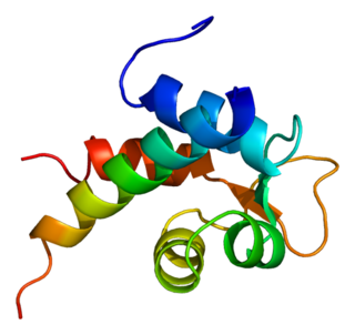 Actinin alpha 2