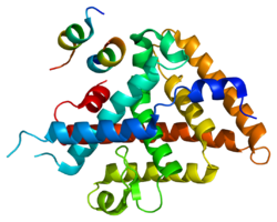 חלבון NR5A2 PDB 1yok.png