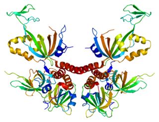 Replication protein A3 protein-coding gene in the species Homo sapiens