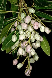 Fruit Protorhus longifolia 1DS-II 2043.jpg