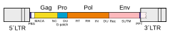 File:Prototypical retrovirus genomic organization.svg