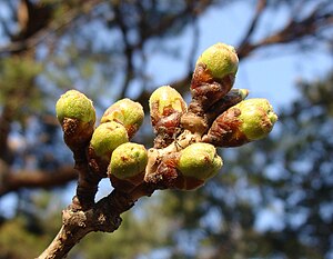 サクラ: 概要, 野生種の分類, 種間雑種