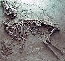 pseudoprotoceras fossil.jpg