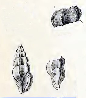 <i>Pseudorhaphitoma ichthys</i> Species of gastropod