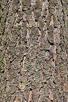 Bark, Rogów Arboretum, Poland