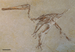 Vorschaubild für Pterodactylus