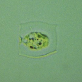 green algae Pteromonas