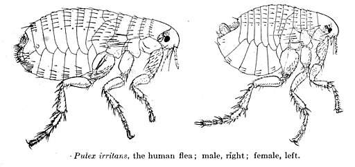 PulexIrritans