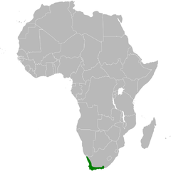 Pycnonotus capensis distribution map.png