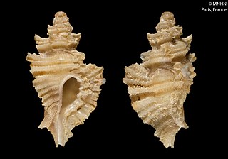 <i>Pygmaepterys menoui</i> Species of gastropod