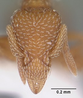 Strumigenys margaritae