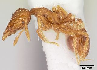 <i>Strumigenys metazytes</i> Species of ant