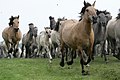 Vorschaubild der Version vom 20:31, 29. Mai 2018