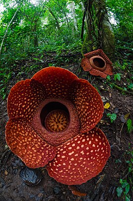 Rafflesia Arnoldii Batang Palupuah Indonesia.jpg