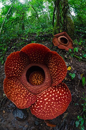 Rafflesia arnoldii