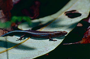 Kuvaus Rainforest Sunskink (Lampropholis coggeri) -kuvasta (9822183445) .jpg