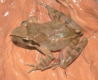 <i>Rana luanchuanensis</i> Species of true frog