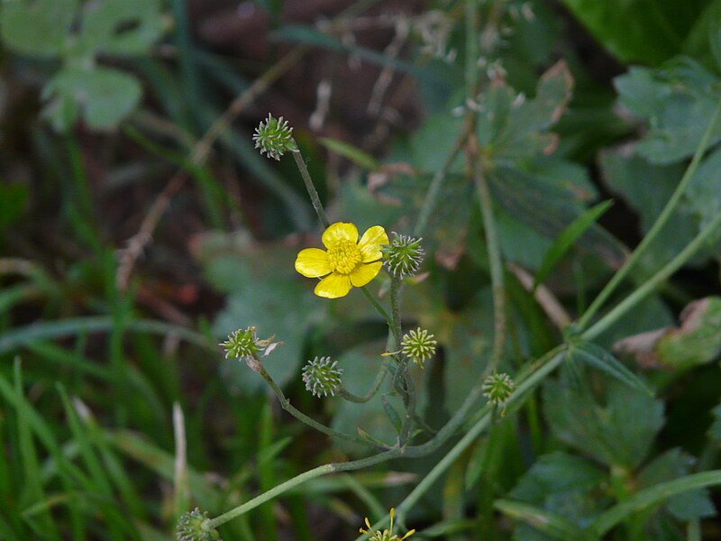 File:Ranunculus laetus (2560838990).jpg