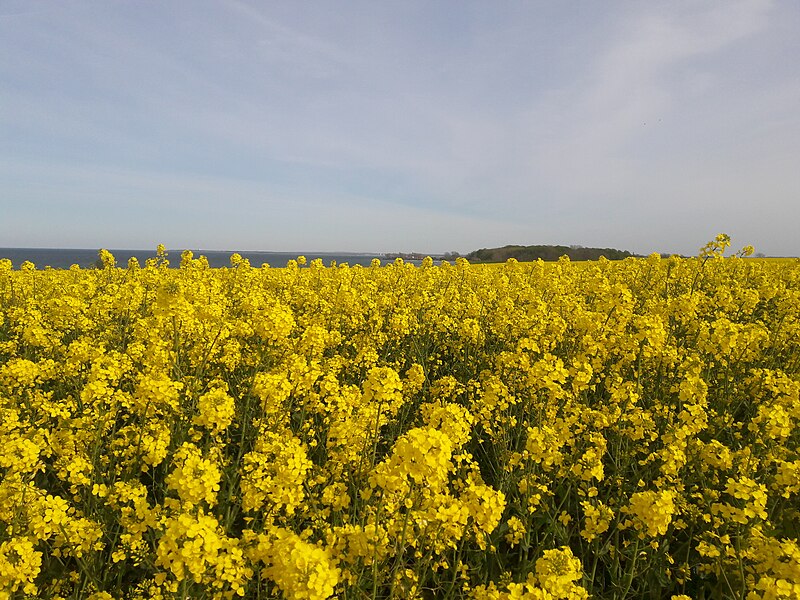 File:Raps in voller Blüte.jpg