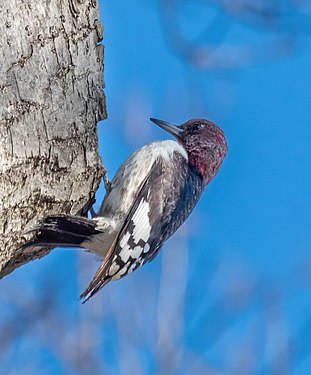 Red-headed woodpecker in Marine Park