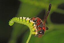 Kırmızı işaretli Pachodynerus - Pachodynerus erynnis, Dagny Johnson Eyalet Parkı, Key Largo, Florida.jpg