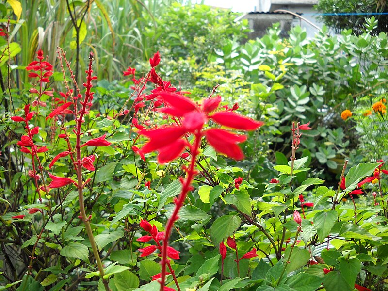 File:Red Salvia (4440254879).jpg