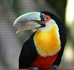Red breasted toucan Brazil.JPG