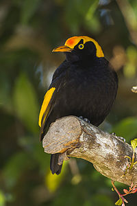 Regent Bowrebird - Lamington NP - Queensland S4E6131 (22343971011) .jpg