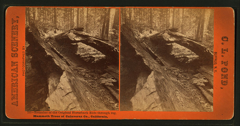 File:Remains of the Original Horseback Ride through log. Mammoth Trees of Calaveras Co., California, by Pond, C. L. (Charles L.).jpg