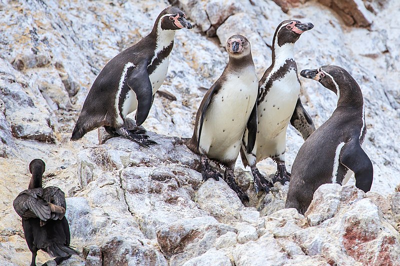 File:Reserva National Isla Ballestas…4 Humboldt Penquins & a Cormorant (8443278881).jpg