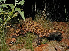 Un monstre de Gila, la nuit, dans son milieu naturel, en Arizona.