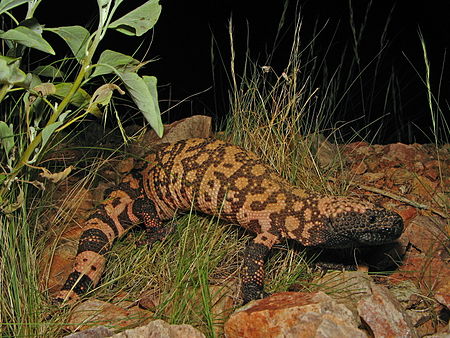 Reticulate Gila Monster.jpg