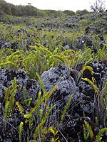 Recolonisation végétale par des fougères et des lichens d'une coulée de type ʻaʻā vieille de 21 ans.