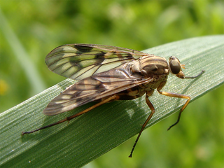 <i>Rhagio strigosus</i> Species of fly