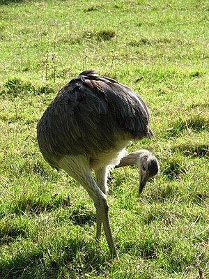 Pampas: Natural region between Argentina, Uruguay and Brazil