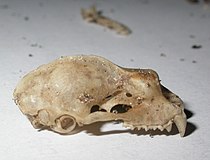 Crâne de R. ferrumequinum